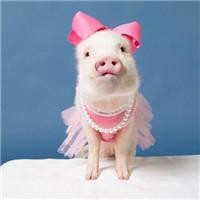 一左一右的可爱小猪情侣头像 20张真人感头像图合集