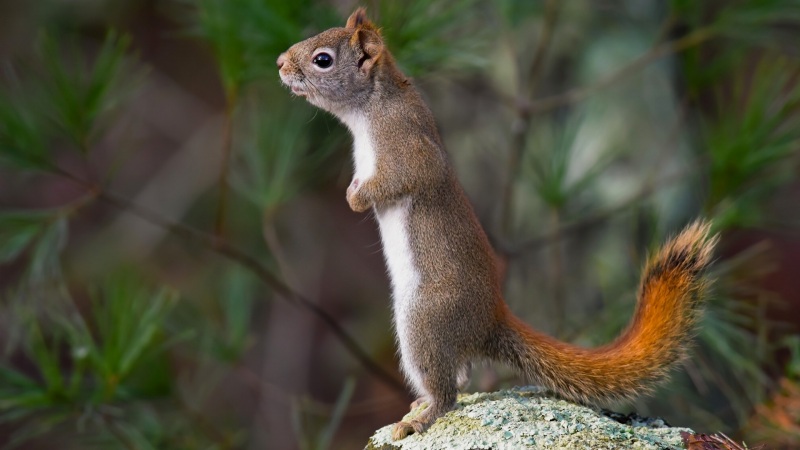 站着的软萌小松鼠！这款电脑壁纸太治愈了