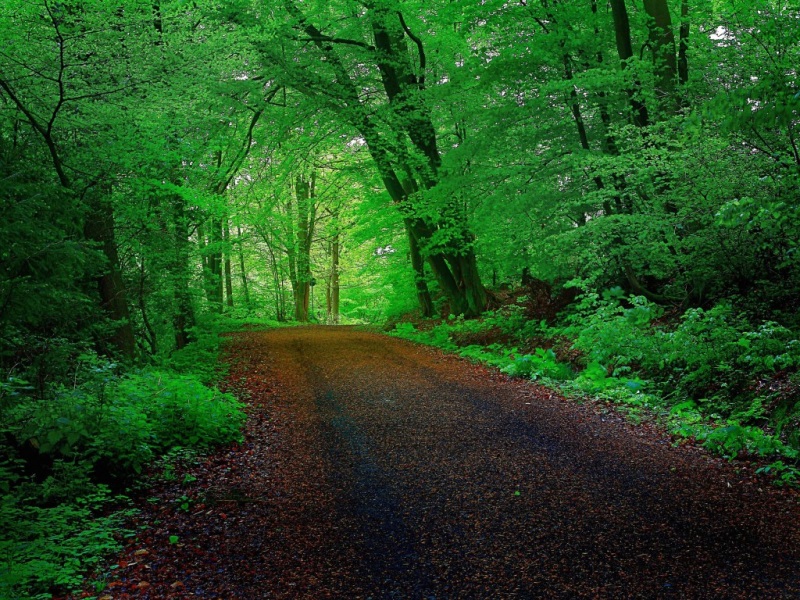 护眼自然风景！森林绿叶道路电脑桌面壁纸合集
