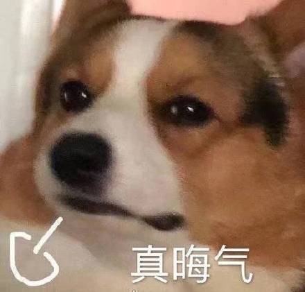 聊天斗图必备！超全小狗表情包合集来了