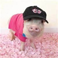 一左一右的可爱小猪情侣头像 20张真人感头像图合集