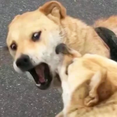 一对两张逗比搞笑情头 高清恶搞情侣头像合集26张