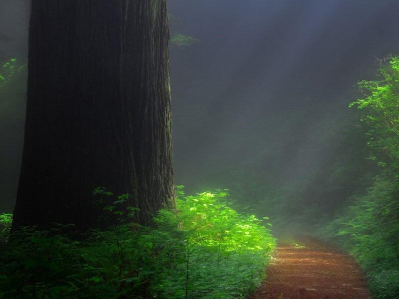 治愈系林间小路红杉风景 多款高清电脑壁纸可选