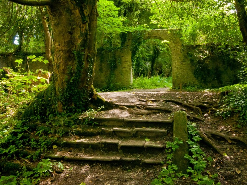 夏日原始森林石阶旧墙 这套电脑壁纸太治愈了