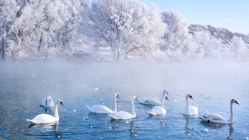 新疆伊犁天鹅泉湿地公园绝美风景壁纸上线啦