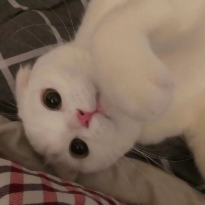 超萌两只猫咪情侣头像！24张高清可爱款直接存