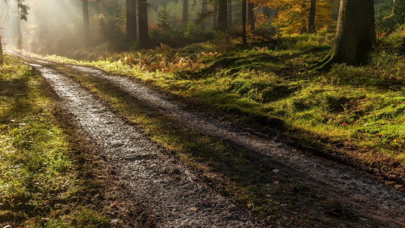 秋日森林晨路风景壁纸 多款尺寸适配电脑桌面