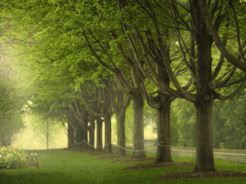 公园树草绿色护眼风景电脑桌面壁纸推荐
