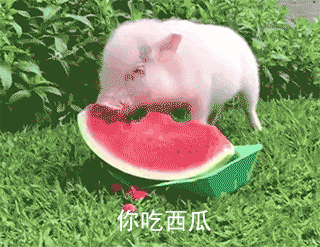 超甜“最爱你惹”小猪表情包合集