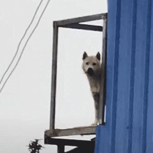 你狗哥带兄弟来探望你啦！