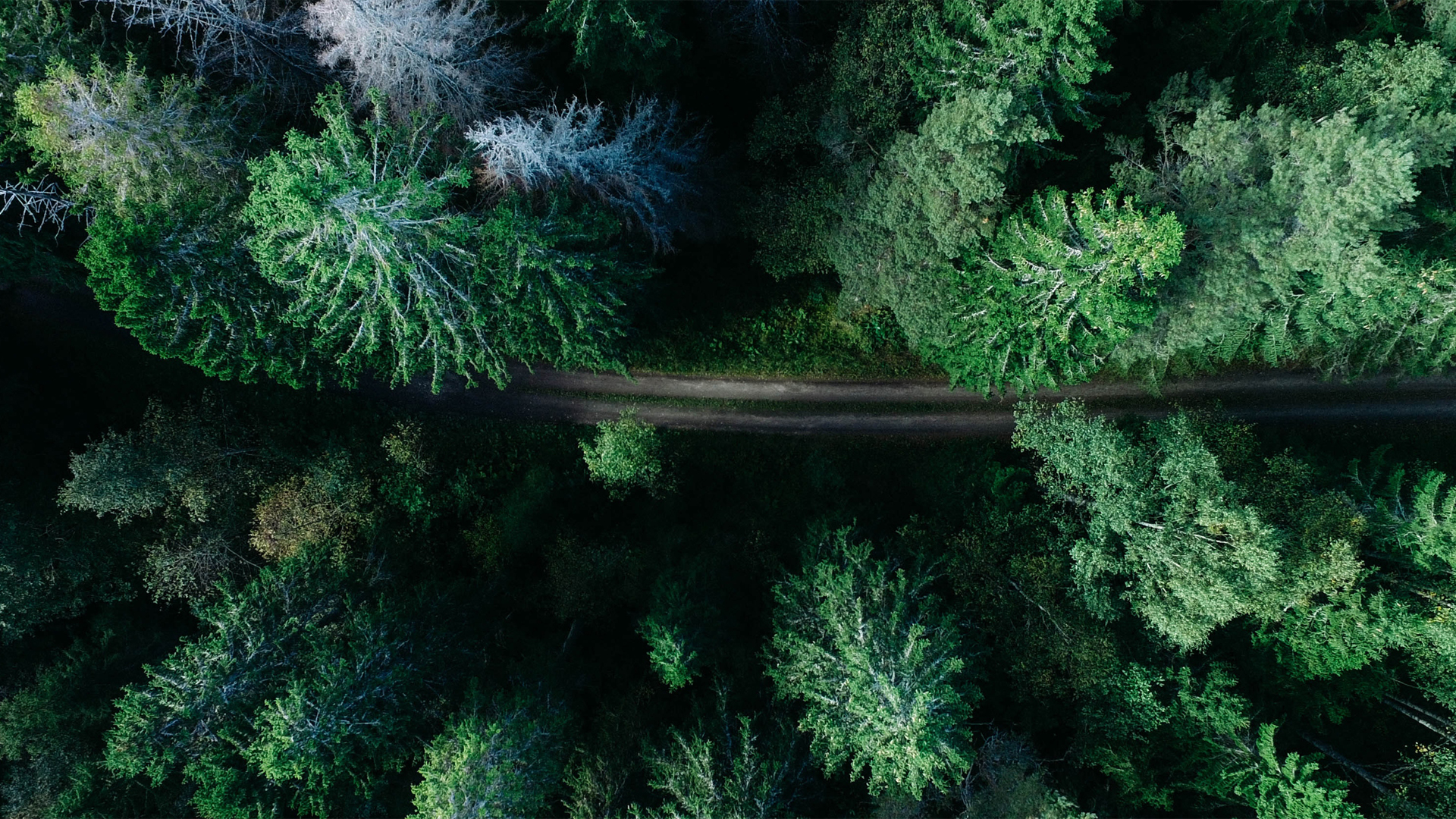偏远森林路俯瞰风景电脑动漫壁纸上新啦