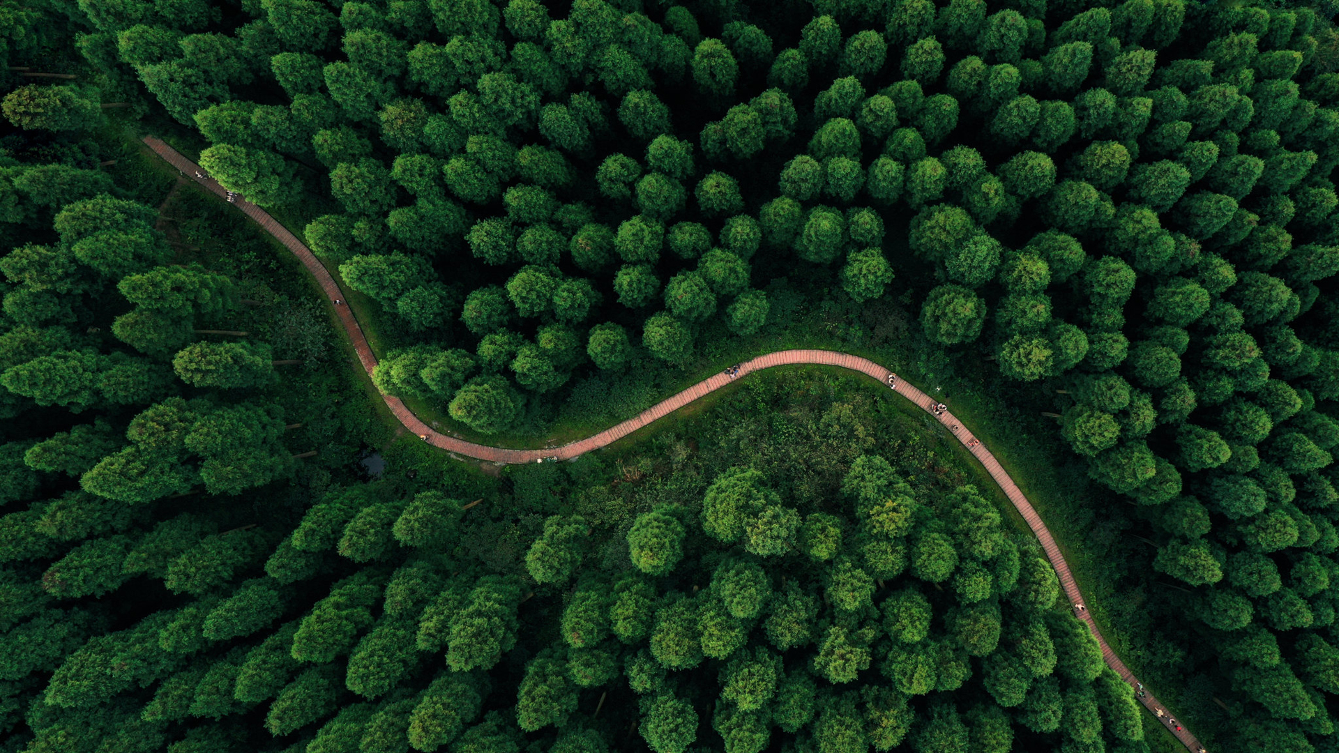 航拍绿色树林弯曲绿道 这款护眼壁纸适配多尺寸电脑屏幕