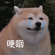 聊天必备！哭泣表情包合集整理好了