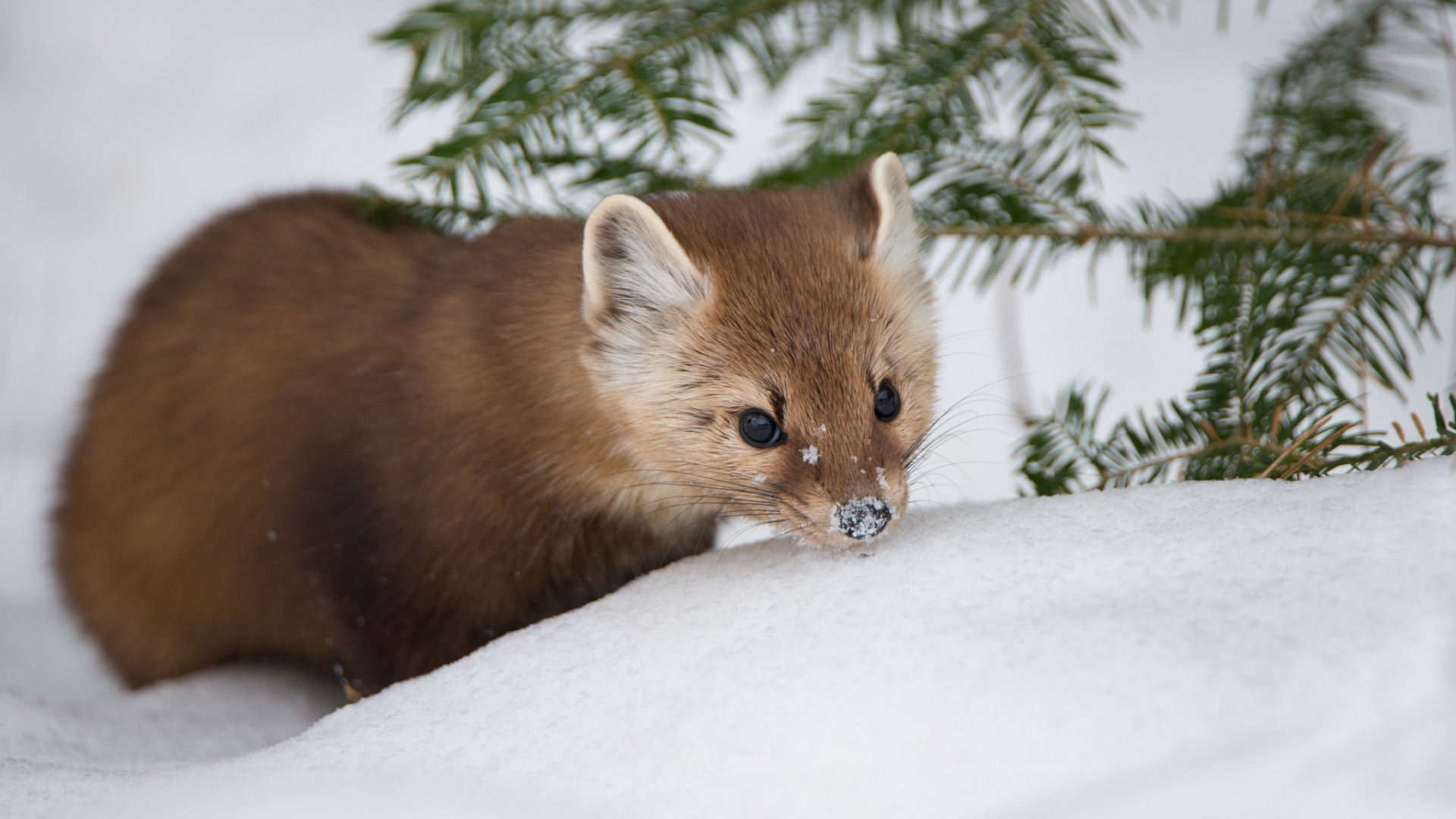 松貂冬日雪景可爱壁纸合集 多款分辨率可选