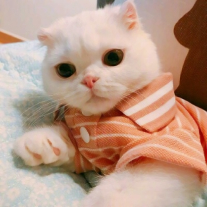 32组超萌宠物情侣头像！左右配对高清可爱款