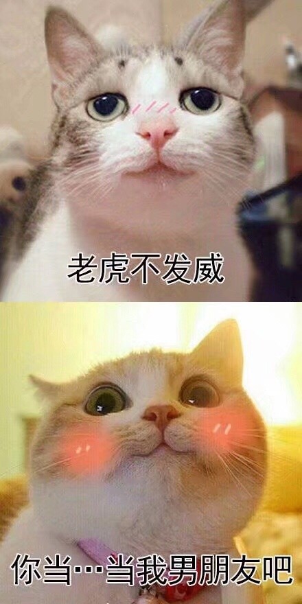 收藏这套撩人情话表情包，脱单只差这一步啦