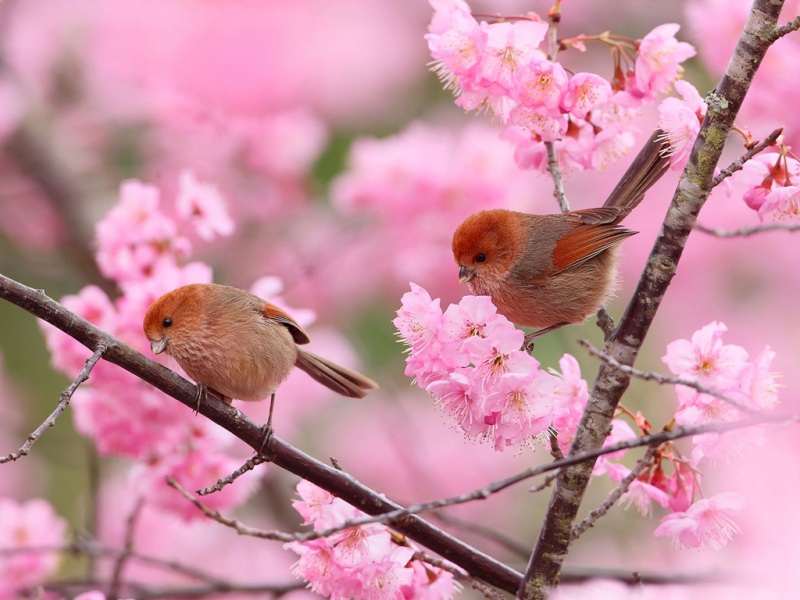 情侣鸟儿栖身粉花枝头 治愈系花园动物壁纸合集