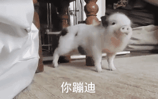 超甜“最爱你惹”小猪表情包合集