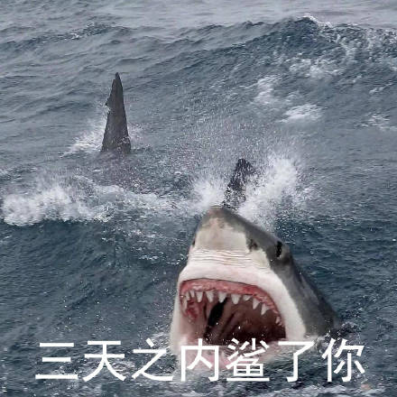 聊天斗图别愁！这套鲨鱼表情包直接封神