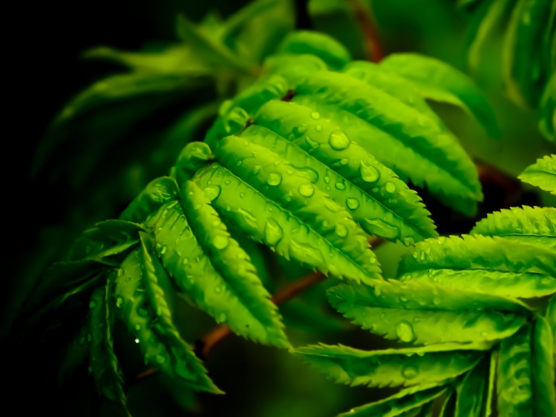 带晨露的绿叶电脑桌面壁纸分享