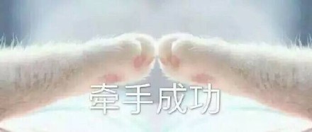 超萌喵星人牵手表情包来啦！这组“牵宝宝的手”也太治愈了