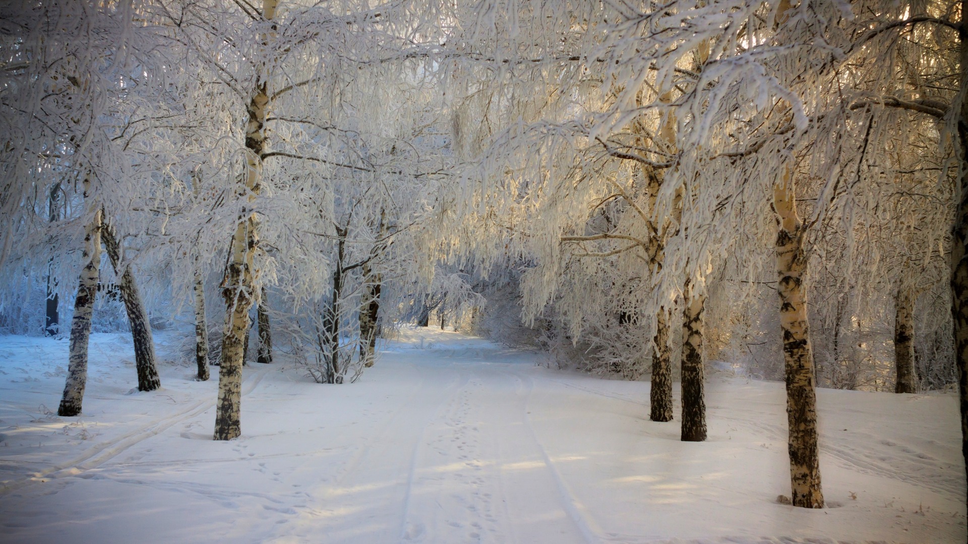 冬日雪景道路树壁纸合集 高清风景壁纸免费下载