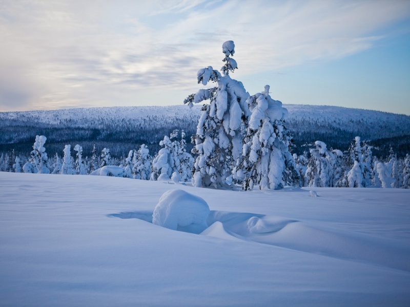 冬日树林雪景电脑动漫壁纸