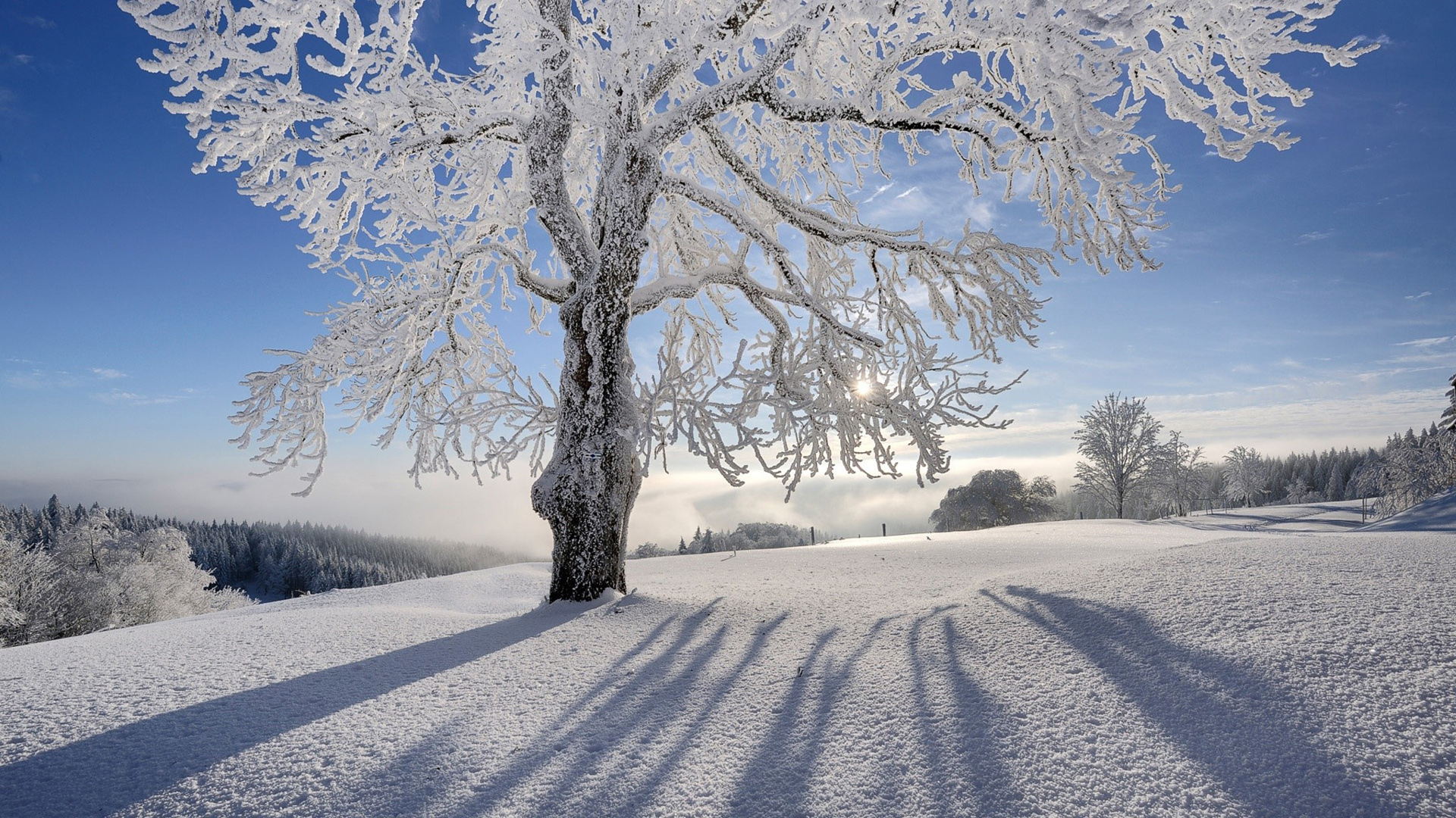 冬日暖阳雪境风景电脑壁纸