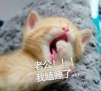 撒娇必备！喊老公的喵喵表情包合集