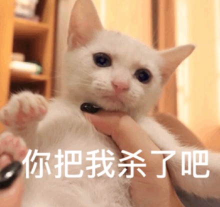 猫咪表情包合集来啦！