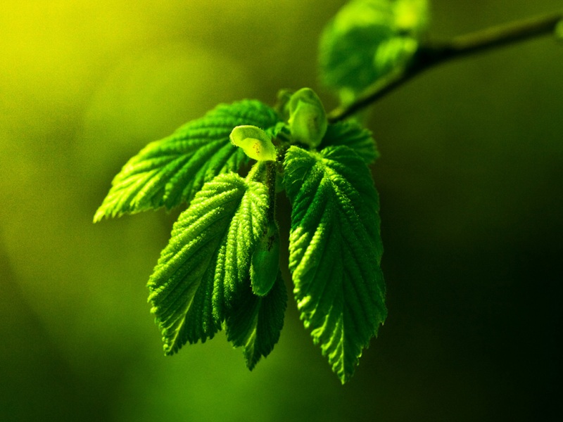 超治愈绿叶植物风景 高清电脑动漫壁纸合集