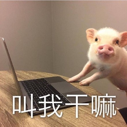 猪猪表情包合集来啦，快一起来吸猪！