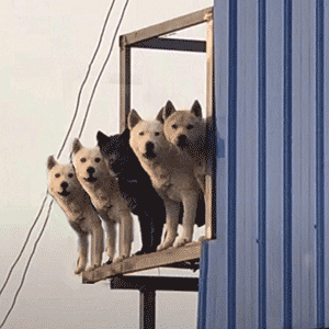 你狗哥带兄弟来探望你啦！