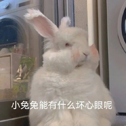 聊天斗图必备！小动物们能有什么坏心眼呢表情包合集