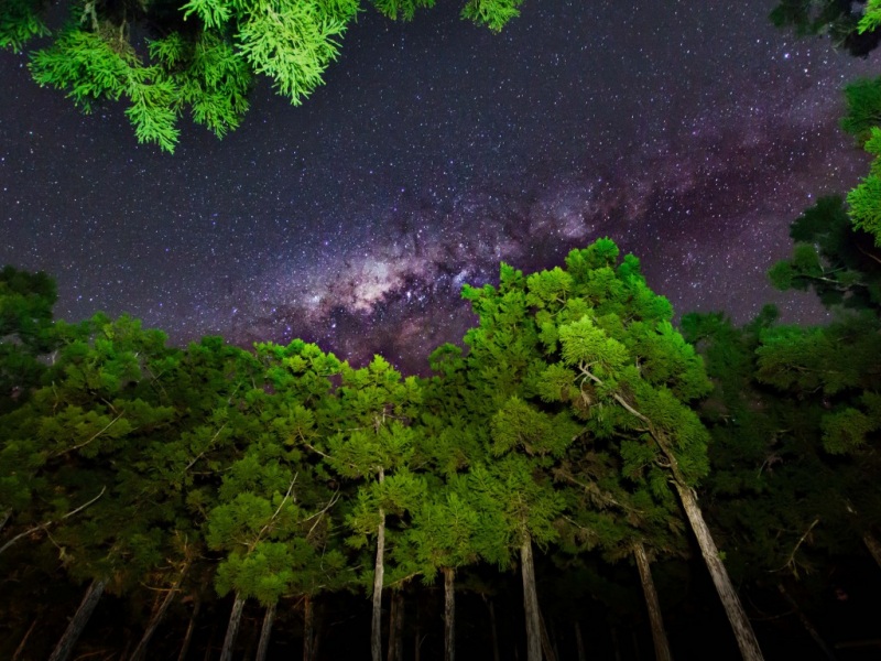 夜晚星空树木自然风景 多款尺寸电脑桌面壁纸