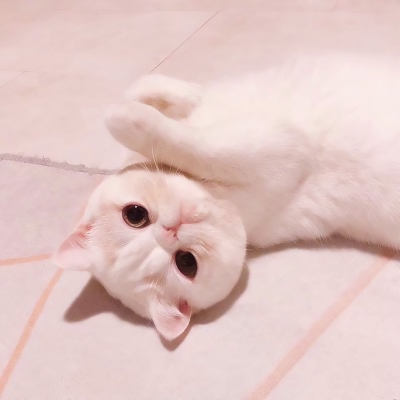 软萌猫咪情侣头像！18组一左一右高清可爱款