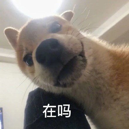 孙一宁和王思聪聊天表情包合集