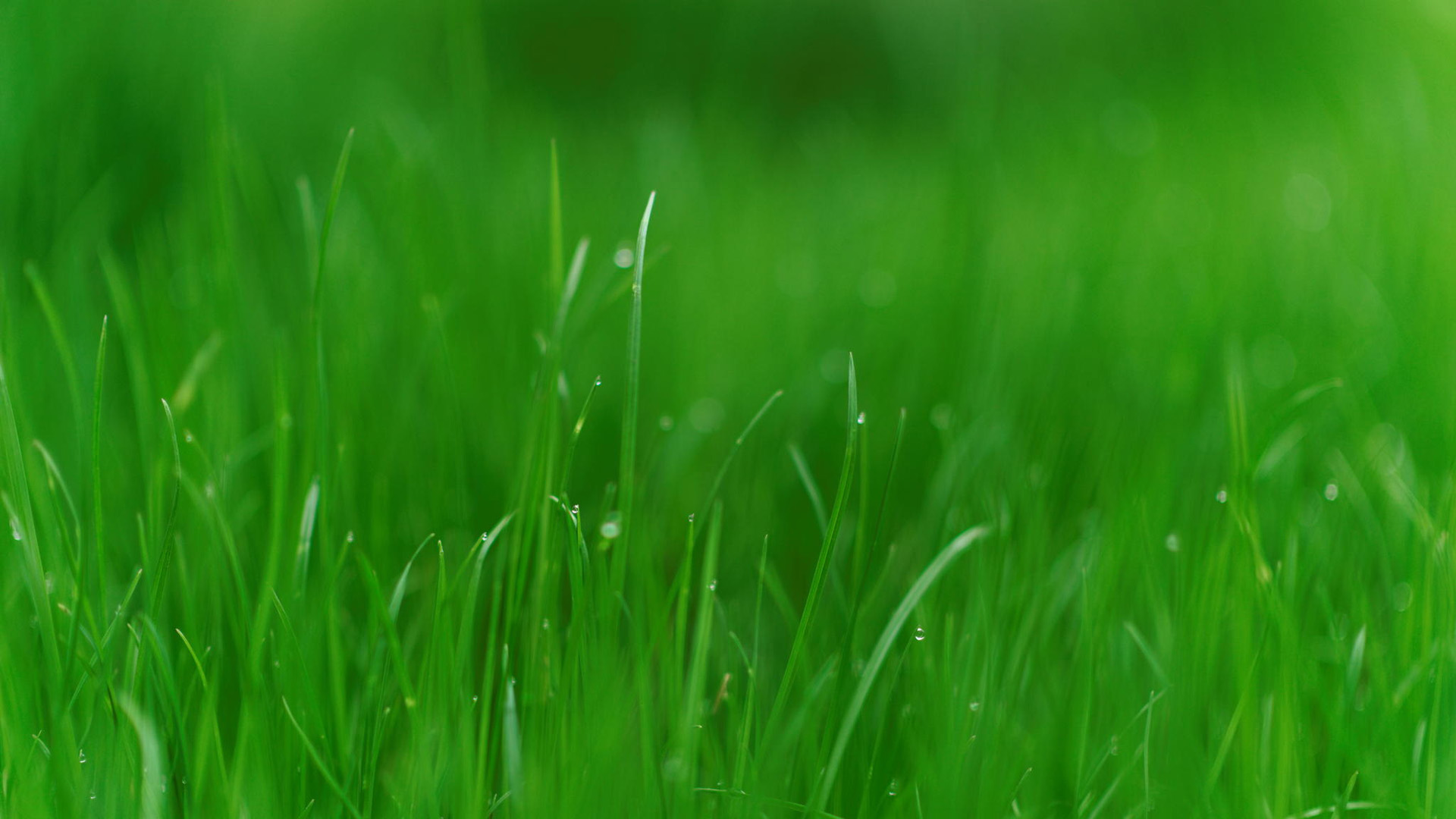 舒服又护眼！这款绿色草地动漫电脑壁纸太绝了