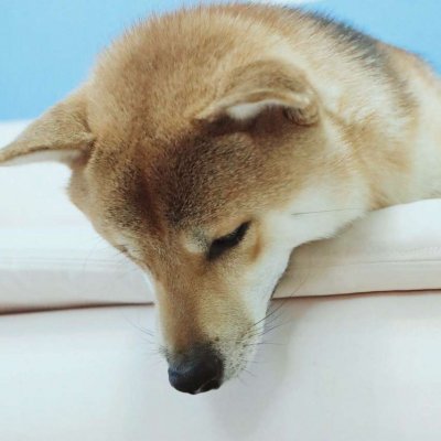 14组搞怪猫狗情侣头像 一对两张高清图来啦
