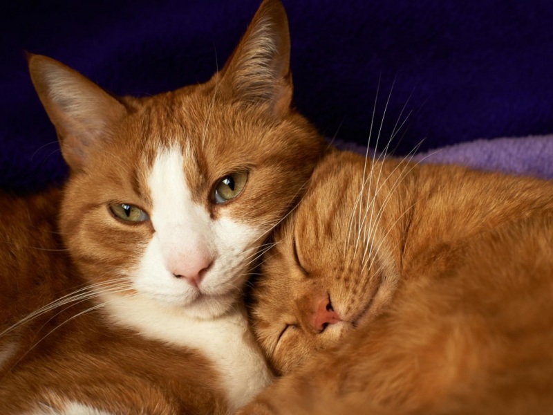 两只贴贴睡觉的情侣猫！超甜治愈电脑桌面壁纸来啦