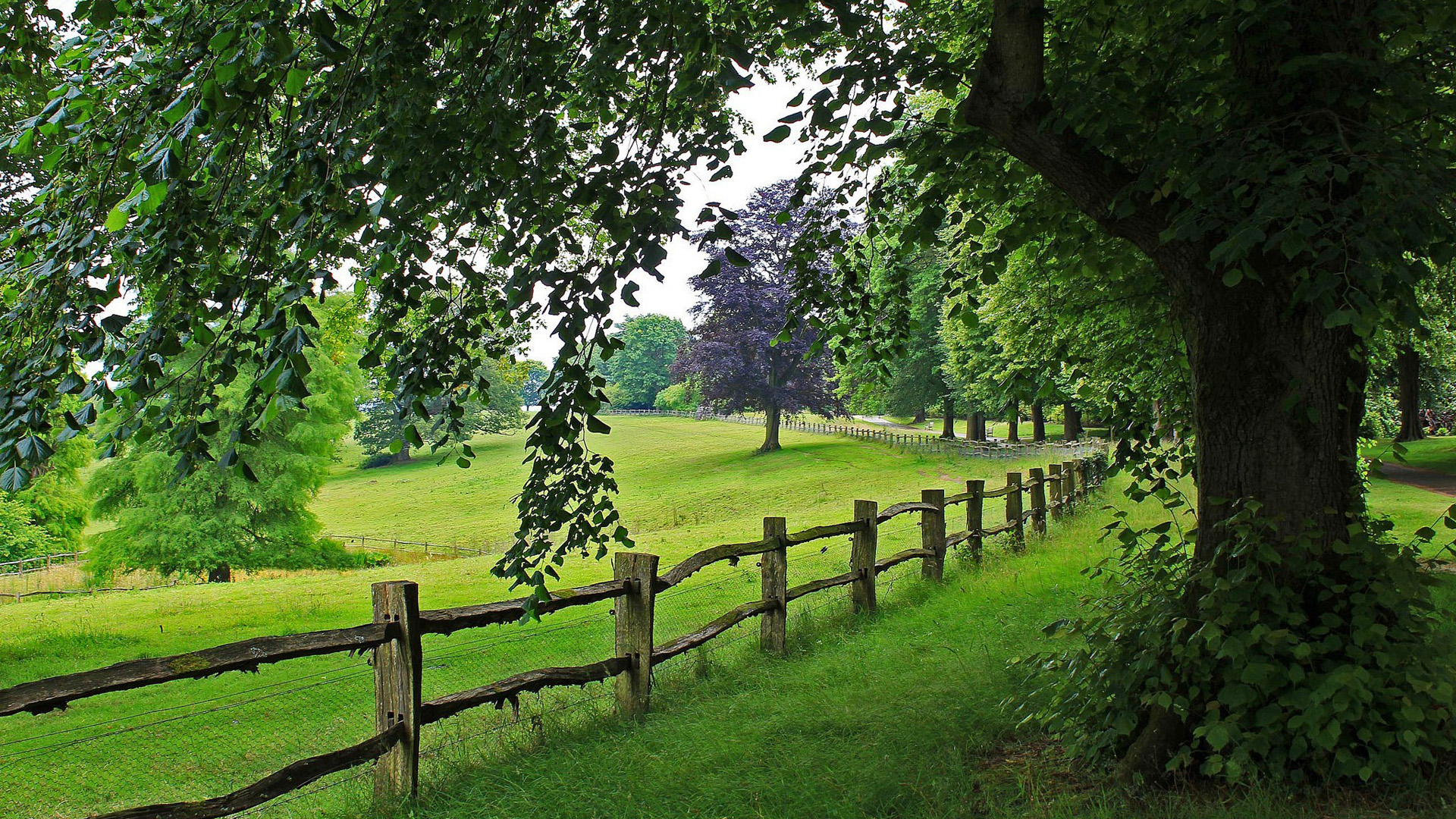 清新治愈！树影草地栅栏路 这款绿色动漫桌面壁纸太绝了
