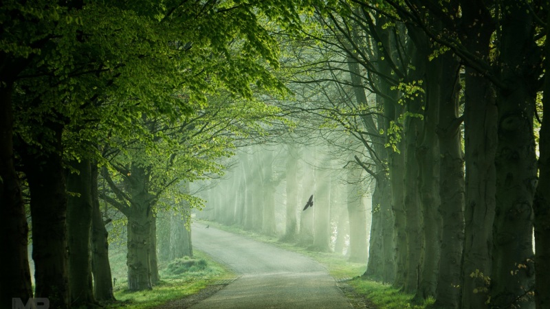 春日公路林间飞鸟电脑桌面壁纸