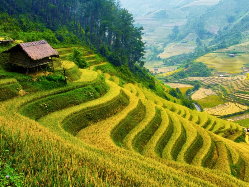 家乡梯田水稻丰收季风景电脑桌面动漫壁纸