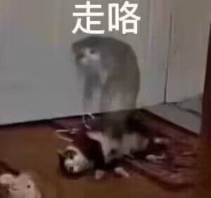 最近大家都在用的斗图表情包都在这了