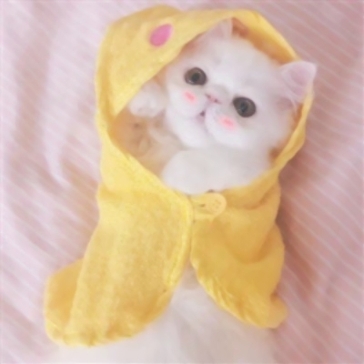 软萌猫咪情侣头像！18组一左一右高清可爱款