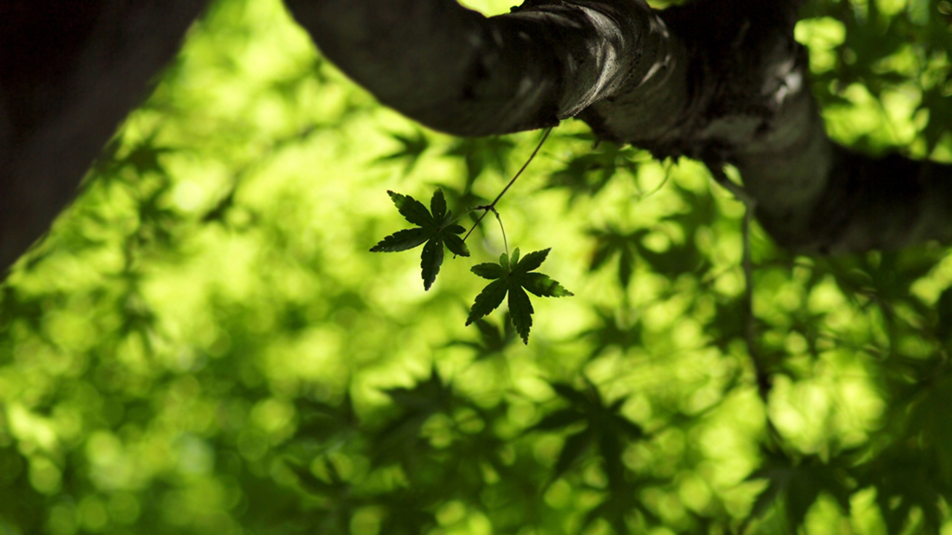枫树枫叶主题电脑桌面动漫壁纸分享