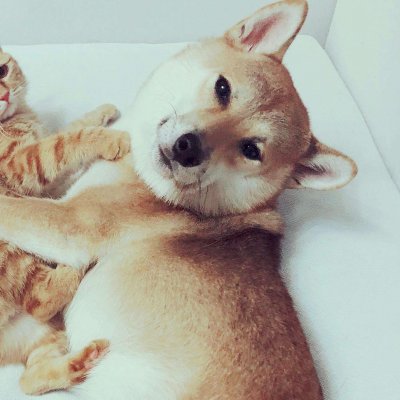 14组搞怪猫狗情侣头像 一对两张高清图来啦