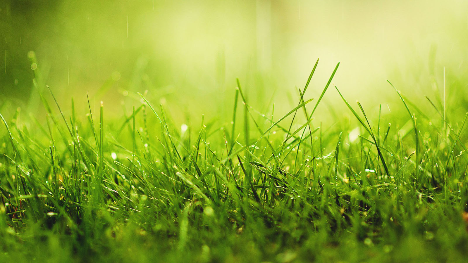 多款高清绿草电脑桌面壁纸分享