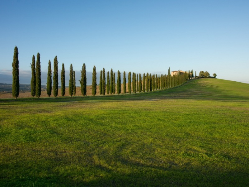 清新治愈的绿树草地风景电脑动漫壁纸