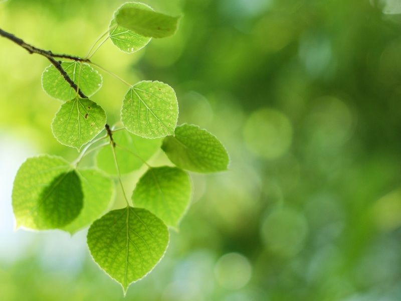 清新护眼的绿叶树枝电脑桌面壁纸